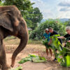 Samui Elephant Sanctuary Experience: No Riding, Just Respect - Image 9