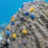 Angthong Marine Park Day Trip by Speedboat – Snorkeling, Kayaking & Buffet Lunch - Image 5