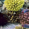 Koh Tao & Koh Nang Yuan Snorkeling Day Trip - Image 14