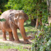 Samui Elephant Sanctuary Experience: No Riding, Just Respect - Image 4