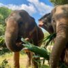 Samui Elephant Sanctuary Experience: No Riding, Just Respect - Image 10