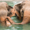 Samui Elephant Sanctuary Experience: No Riding, Just Respect - Image 5