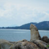 Jungle Safari Adventure in Koh Samui by 4x4 Jeep - Image 4